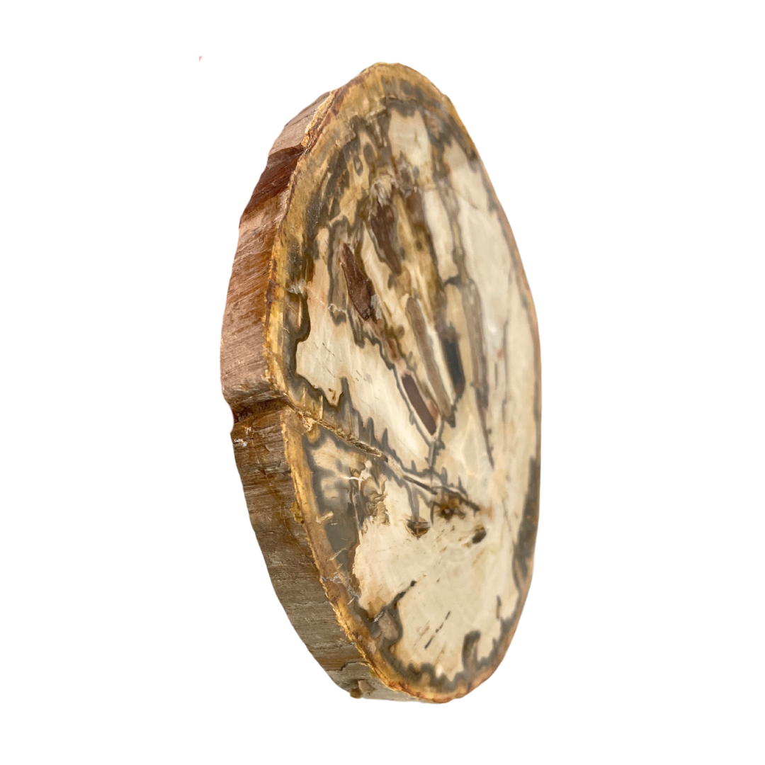 Petrified Wood