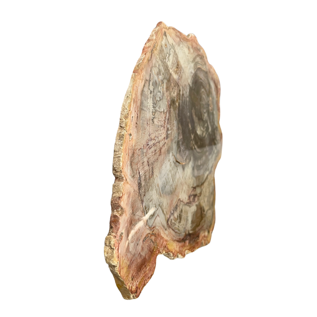 Petrified Wood