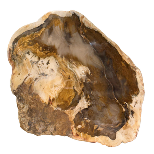 Petrified Wood Polished Slab
