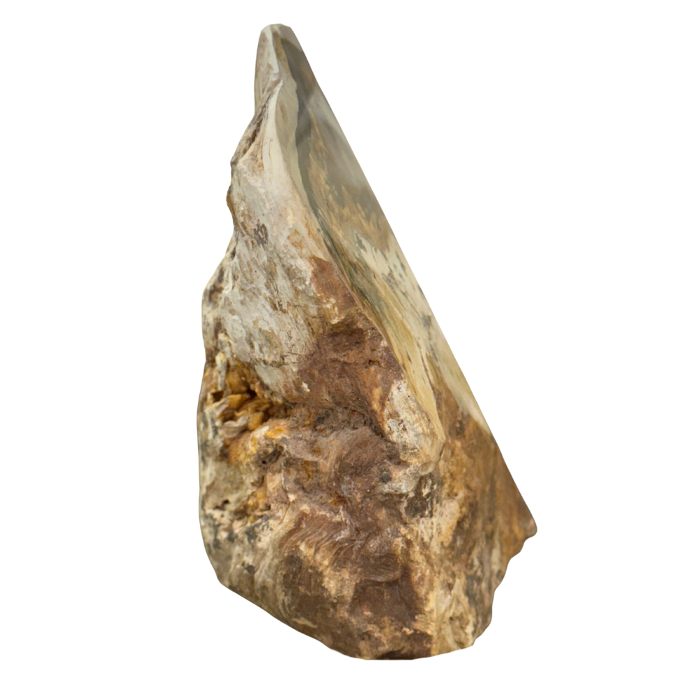 Petrified Wood Polished Slab