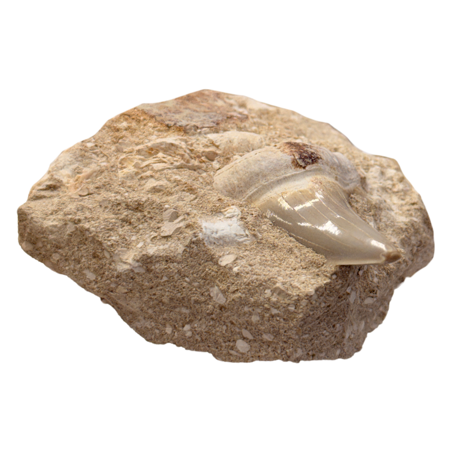 Fossil Shark Tooth