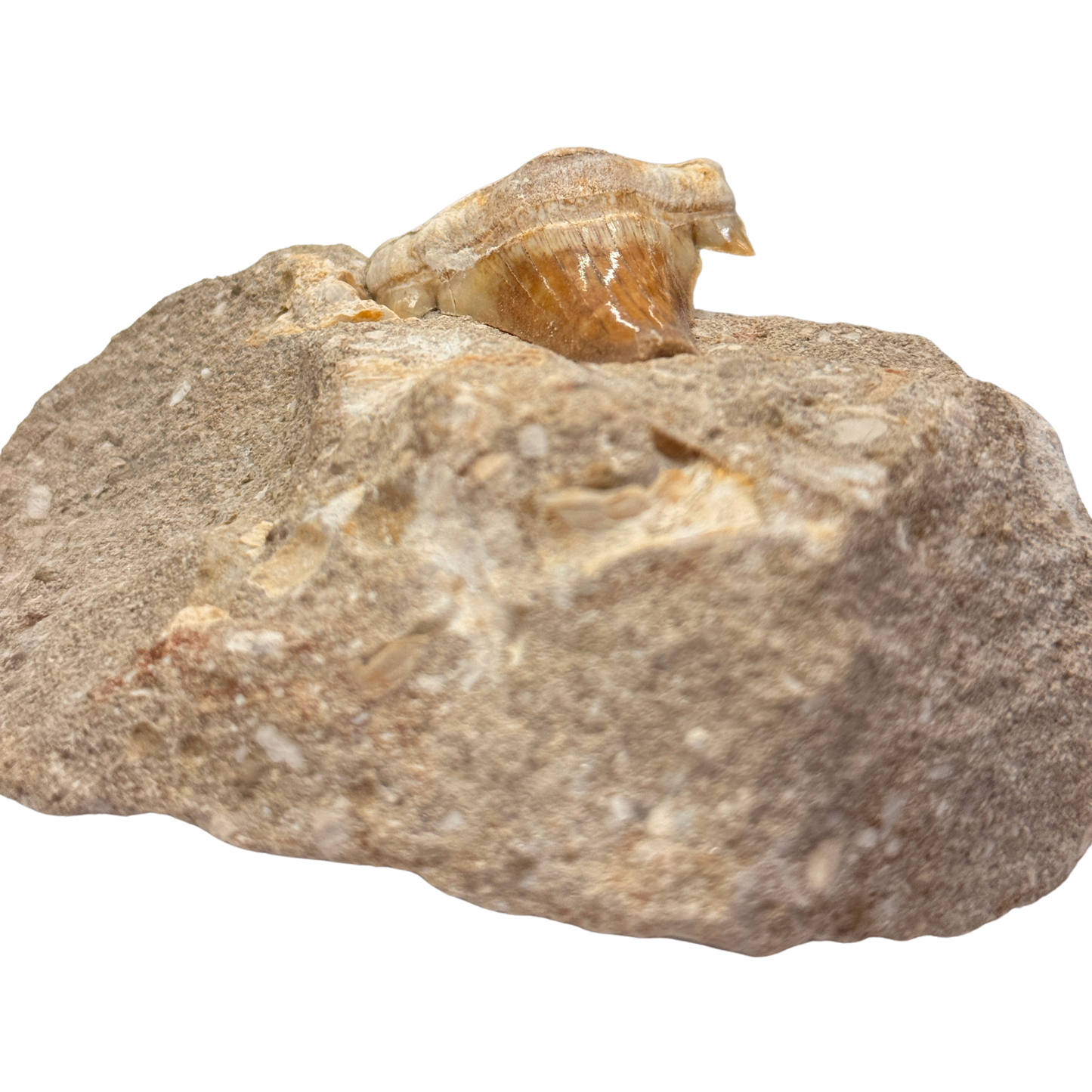 Fossil Shark Tooth