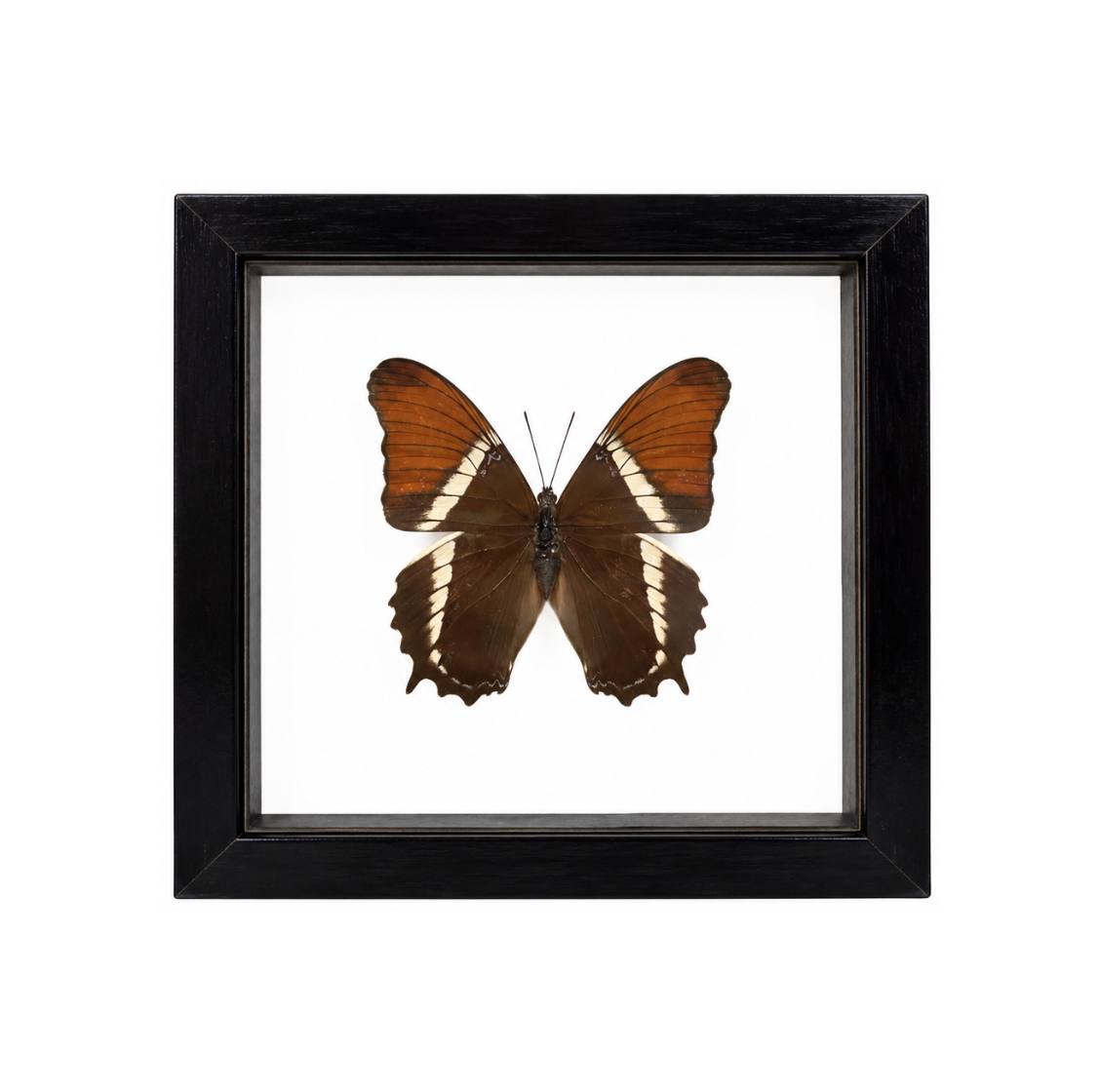 Siproeta Epaphus