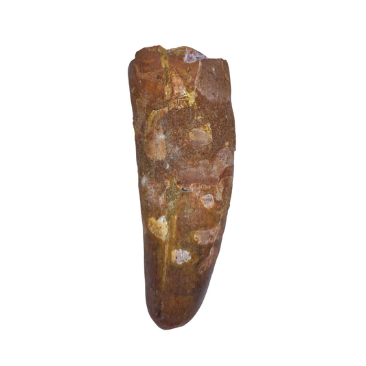 Spinosaurus Tooth