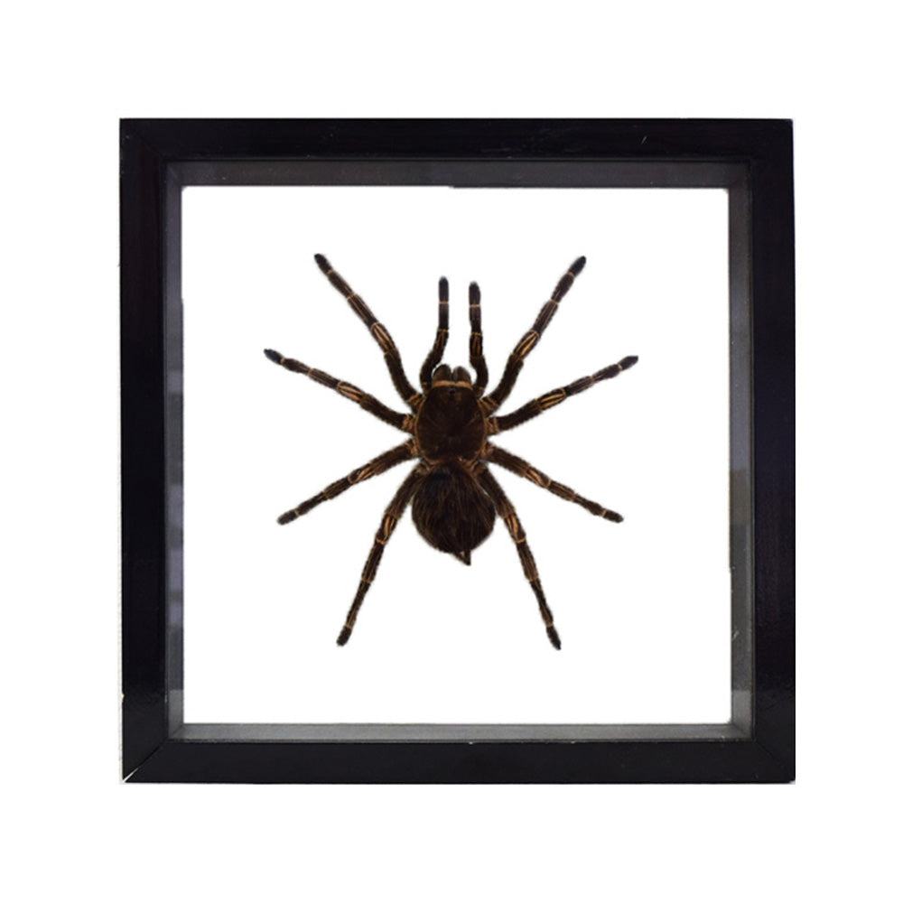 Tarantula