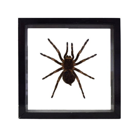 Tarantula