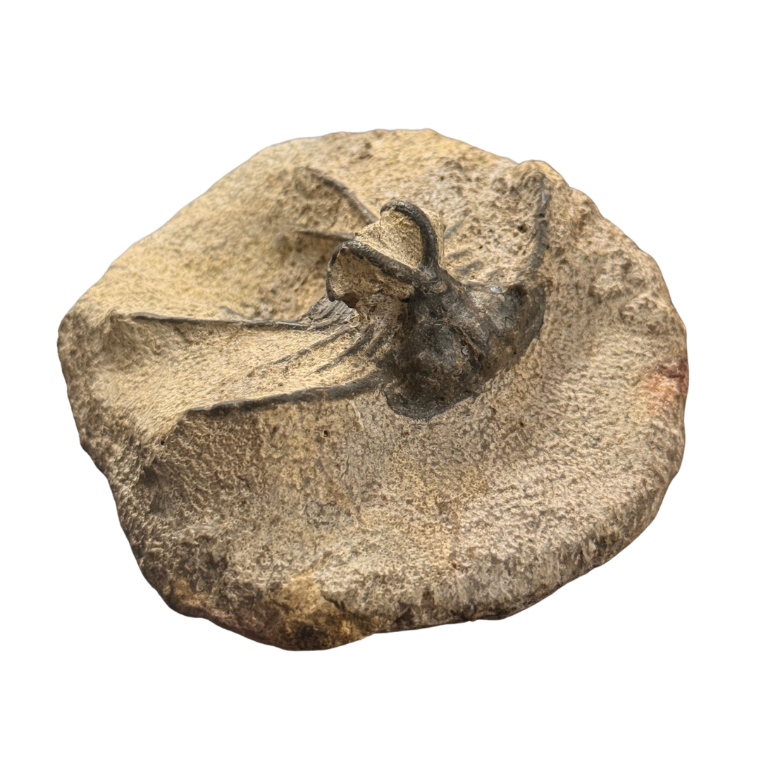 Striking Ceratarges Trilobite