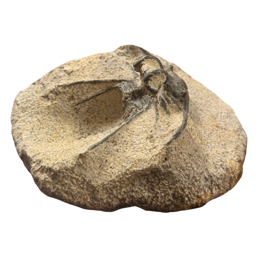 Striking Ceratarges Trilobite