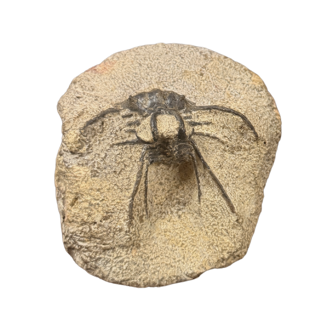 Striking Ceratarges Trilobite