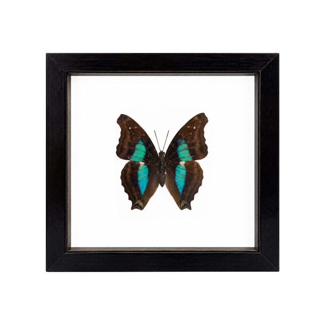 Turquoise Emperor Butterfly