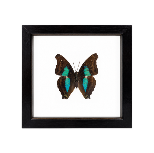 Turquoise Emperor Butterfly