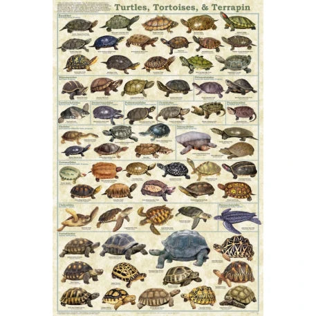 Turtles, Tortoises & Terrapin