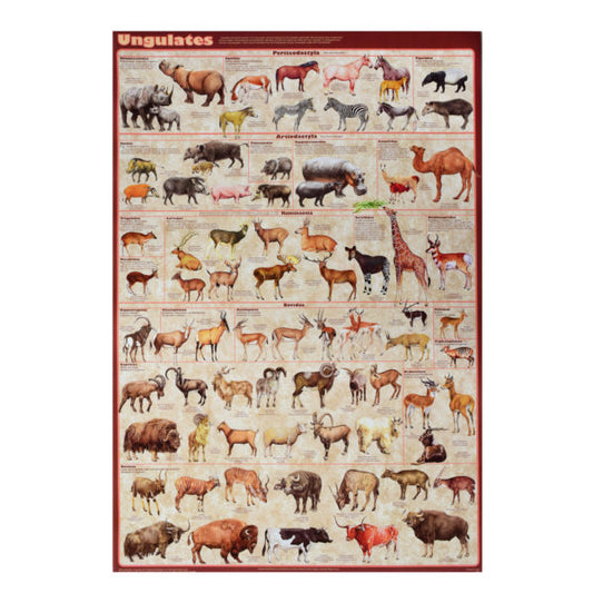 Ungulates Poster