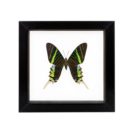A framed Urania leilus butterfly, with electric green and black bands, mounted in a sleek black frame.