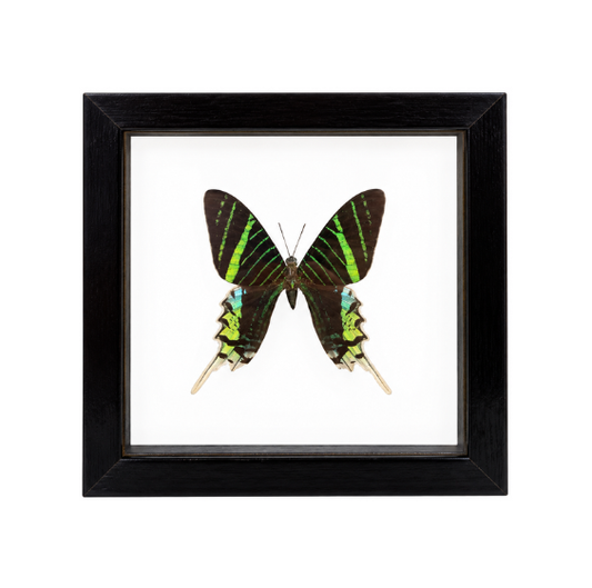 A framed Urania leilus butterfly, with electric green and black bands, mounted in a sleek black frame.
