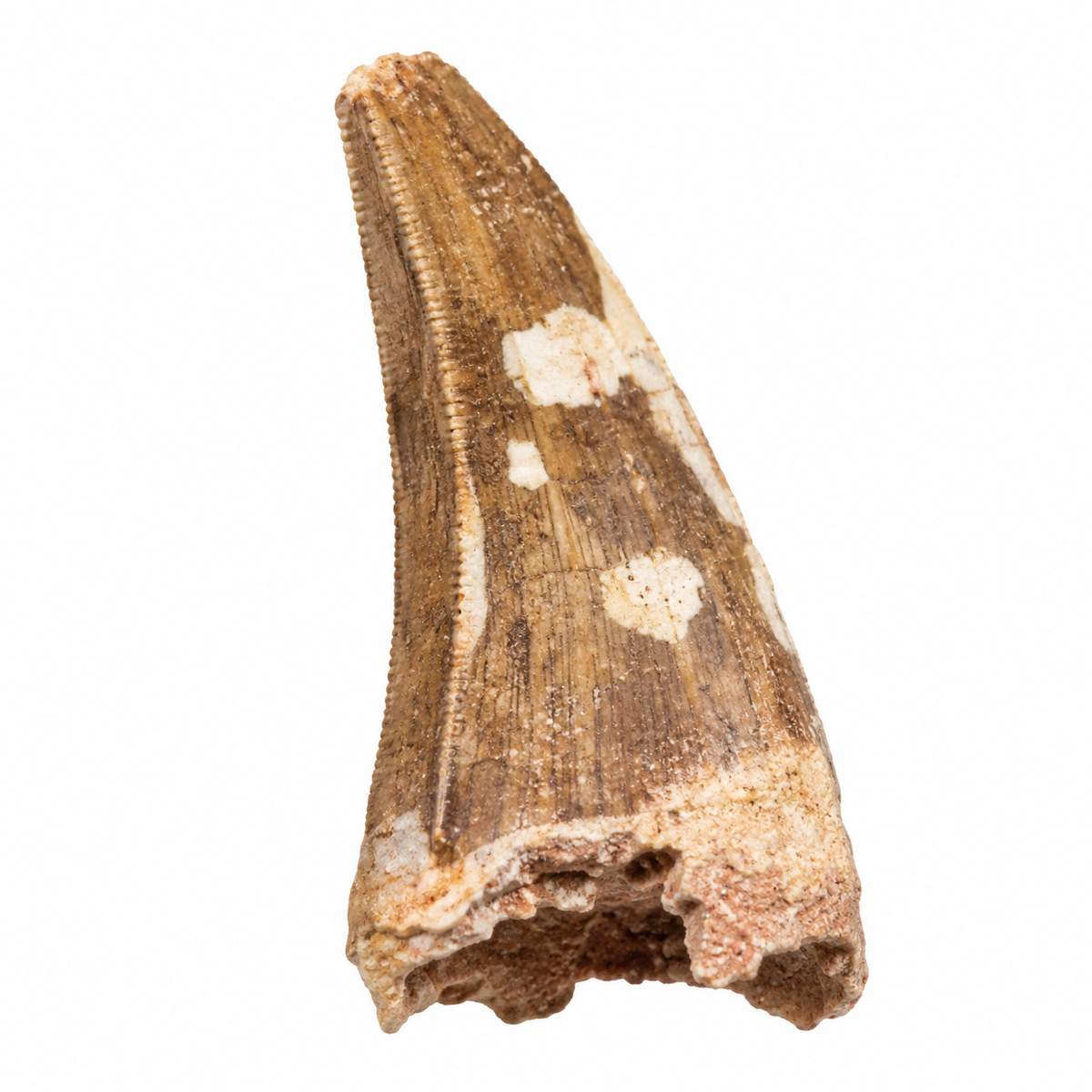 Carcharodontosaurus Tooth