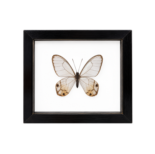 Yellow Glass Wings
